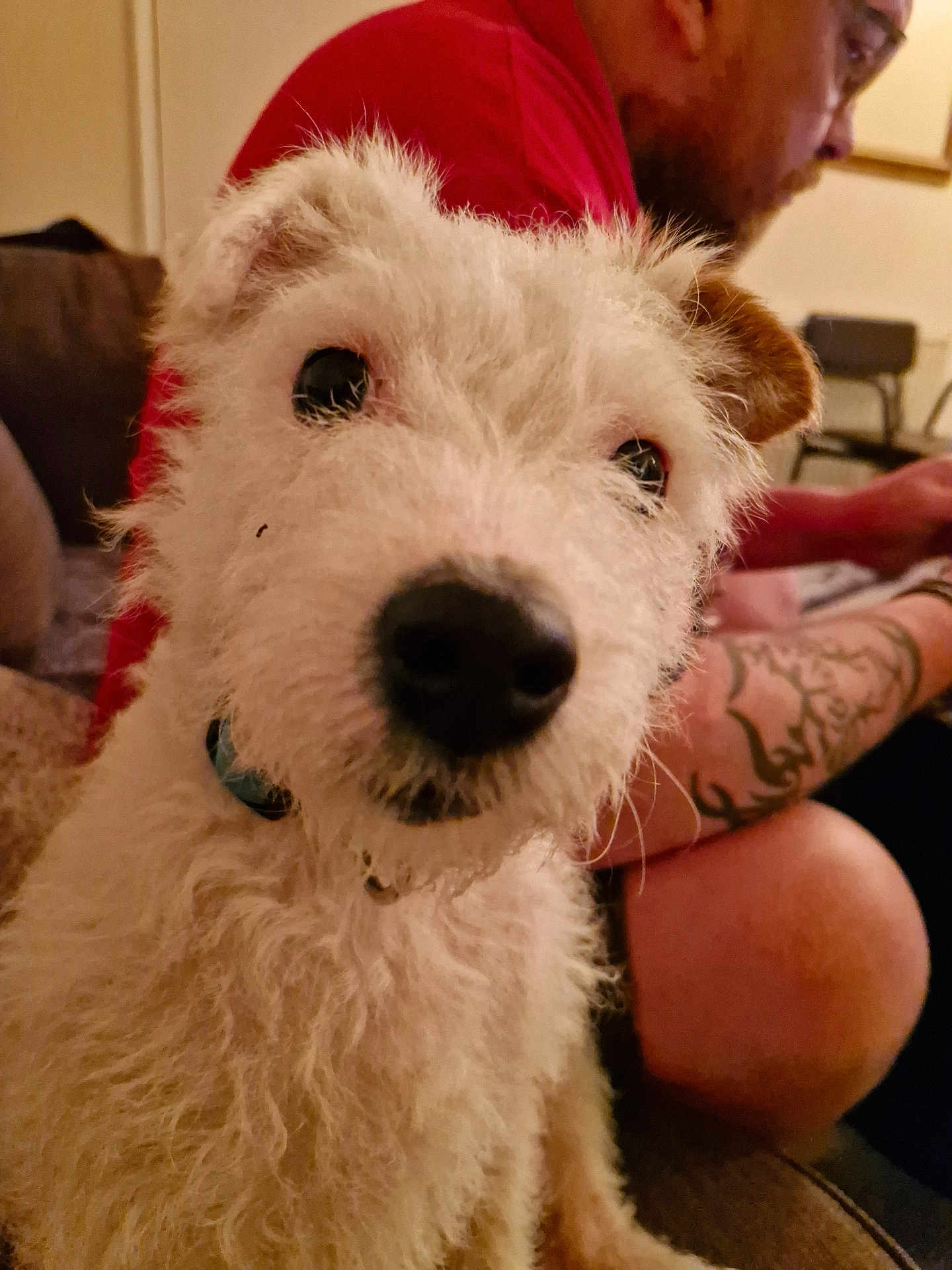 Poppy