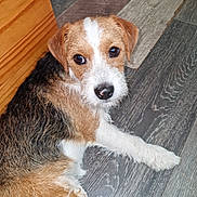 Lilee is registered to the contest to win money with this photo: dog, puppy, brown_fur, white_fur, black_fur, lying_down, wooden_floor, pet, cute, animal, domestic_animal, canine, looking_up, indoor, fur, small_dog, young_dog, alert, companion, friendly