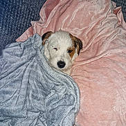 Zazu joined the competition — help win amazing prizes! puppy, dog, blanket, soft, pink, blue, cute, sleepy, fur, pet, cozy, resting, snuggled, indoor, comfort, animal, small, face, bed, relaxed