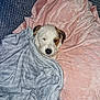 puppy, dog, blanket, soft, pink, blue, cute, sleepy, fur, pet, cozy, resting, snuggled, indoor, comfort, animal, small, face, bed, relaxed