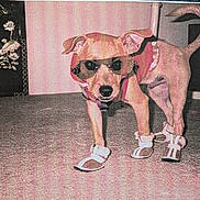 Kalani joined the competition — help win amazing prizes! dog, indoor, carpet, sunglasses, footwear, sandals, pet, animal, standing, small_dog, brown_dog, decor, painting, wall, four_legs, tail, ears, collar, cute, funny