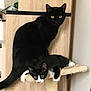 cat, kitten, black_cat, black_and_white, cat_tree, indoor, furniture, wooden_cabinet, pet, animal, curious, relaxed, yellow_eyes, perched, domestic, cozy, sitting, laying, feline, household