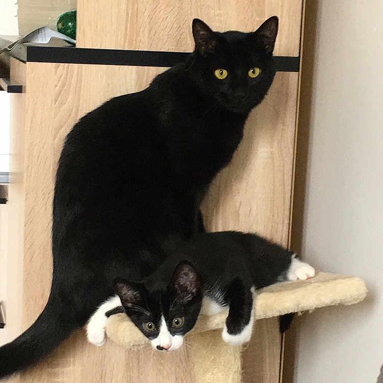 Filou Et Lascar participe au concours pour gagner de l'argent avec cette photo : animal, black_and_white, black_cat, cat, cat_tree, cozy, curious, domestic, feline, furniture, household, indoor, kitten, laying, perched, pet, relaxed, sitting, wooden_cabinet, yellow_eyes