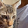 animal, cat, close_up, detail, ears, eyes, face, focus, fur, holding, human, indoor, light, nose, person, pet, portrait, shirt, tabby, whiskers