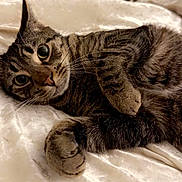 Mike is registered to the contest to win money with this photo: cat, tabby_cat, pet, whiskers, paw, fur, bed, blanket, bedding, indoor, close_up, portrait, wide_eyes, curled_paw, cozy, resting, striped, cute, domestic_animal, feline