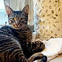 cat, tabby_cat, pet, feline, whiskers, green_eyes, striped_fur, ears, tail, paws, cushion, blanket, pillow, indoor, window, relaxed, portrait, cozy, fur_texture, home_interior