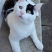 Loki a rejoint le concours — aidez-le/la à gagner de superbes lots ! cat, black_and_white, heterochromia, animal, pet, feline, outdoor, concrete, ledges, curious, whiskers, ears, tail, paws, close_up, looking_up, domestic_cat, resting, cute, mammal