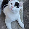 cat, black_and_white, heterochromia, animal, pet, feline, outdoor, concrete, ledges, curious, whiskers, ears, tail, paws, close_up, looking_up, domestic_cat, resting, cute, mammal