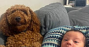 Ryker joined the competition — help win amazing prizes! baby, blanket, brown_dog, child, companion, couch, curly_coat, cushion, dog, family, home, indoors, infant, living_room, newborn, patterned_fabric, pet, portrait, sitting, sofa