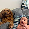 Ryker joined the competition — help win amazing prizes! newborn, baby, child, infant, dog, pet, curly_coat, brown_dog, sitting, sofa, couch, cushion, portrait, indoors, home, living_room, blanket, patterned_fabric, family, companion