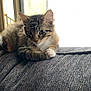 Pawl is registered to the contest to win money with this photo: animal, cat, couch, cozy, cute, domestic_cat, fur, furniture, indoor, kitten, looking_down, paw, pet, relaxed, resting, soft, striped, tabby_cat, window, young_cat