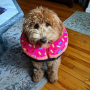 Sicily joined the competition — help win amazing prizes! dog, fluffy, curly_hair, pink_collar, inflatable_collar, donut_shape, sprinkles, wooden_floor, rug, marble_table, indoor, pet, looking_up, brown_fur, cute, companion, domestic_animal, flooring, furniture, living_room