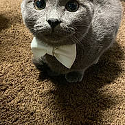 Mogi joined the competition — help win amazing prizes! cat, grey_cat, bow_tie, white_bow_tie, pet, indoor, carpet, brown_carpet, close_up, whiskers, big_eyes, ears, feline, portrait, sitting, adorable, cute, domestic_cat, fur, muzzle