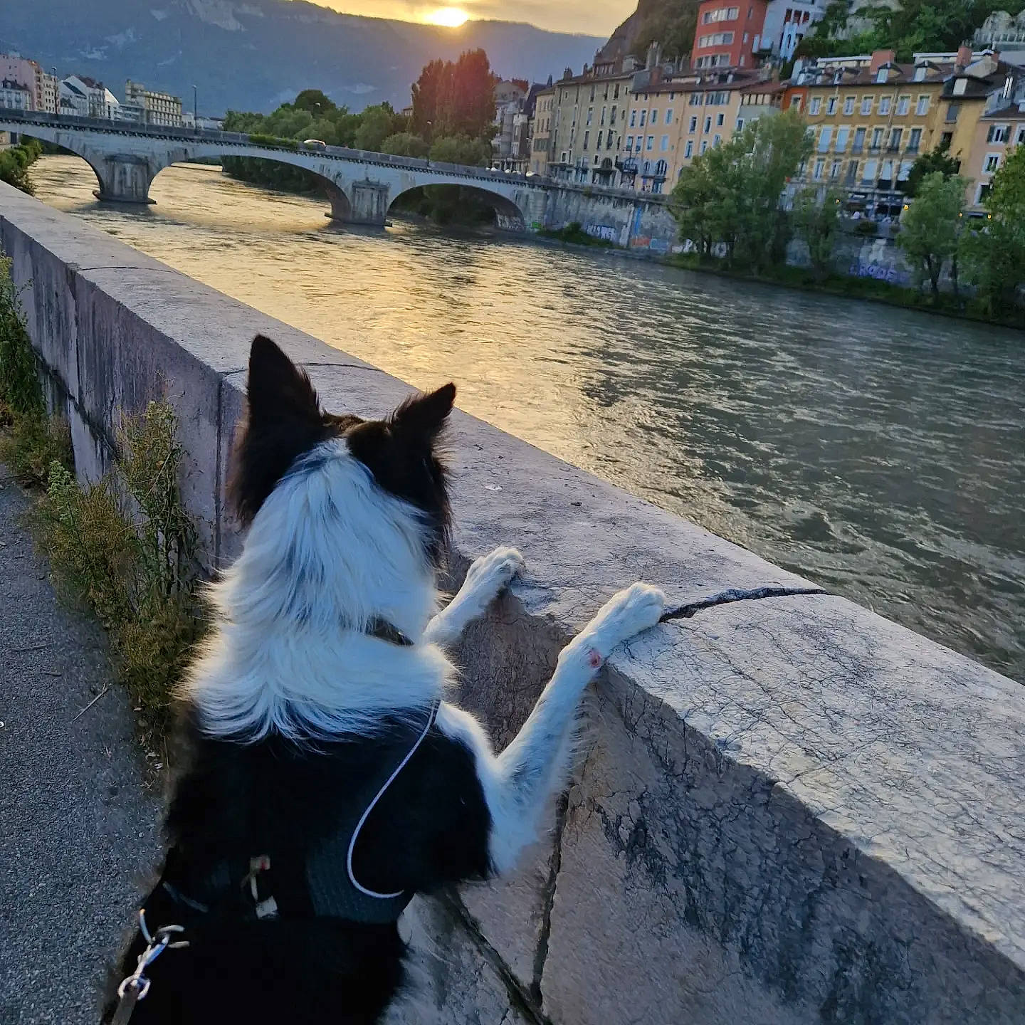 Pin-up a rejoint le concours — aidez-le/la à gagner de superbes lots ! bank, building, carnivore, collar, companion_dog, dog, dog_breed, dog_collar, lake, light, mammal, morning, plant, sky, tree, vertebrate, water, water_resources, watercourse, waterway