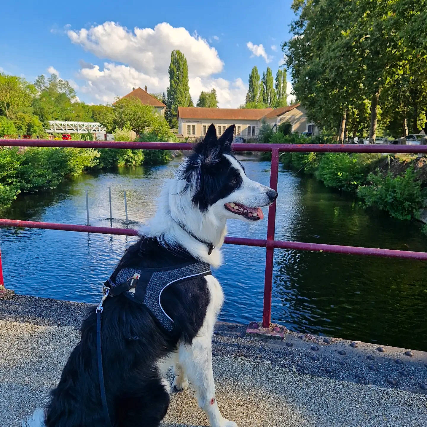 Pin-up a rejoint le concours — aidez-le/la à gagner de superbes lots ! carnivore, cloud, collar, collie, companion_dog, dog, dog_breed, dog_collar, herding_dog, lake, leash, leisure, plant, sky, sled_dog, sporting_group, tail, tree, water, working_animal