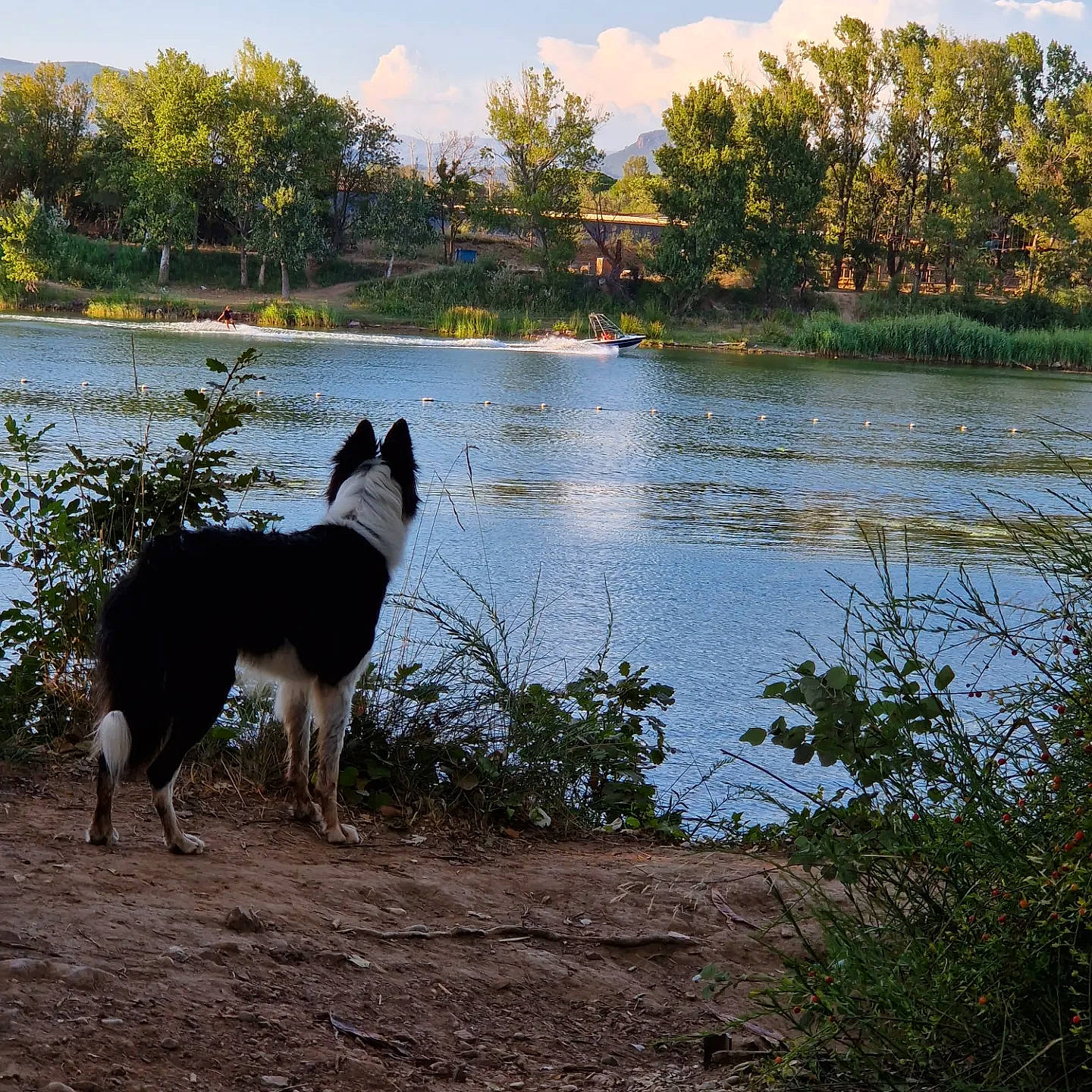 Pin-up participe au concours pour gagner de l'argent avec cette photo : bank, canidae, carnivore, cloud, companion_dog, dog, dog_breed, grass, herding_dog, lacustrine_plain, lake, landscape, natural_landscape, plant, sky, sporting_group, tail, tree, water, working_animal