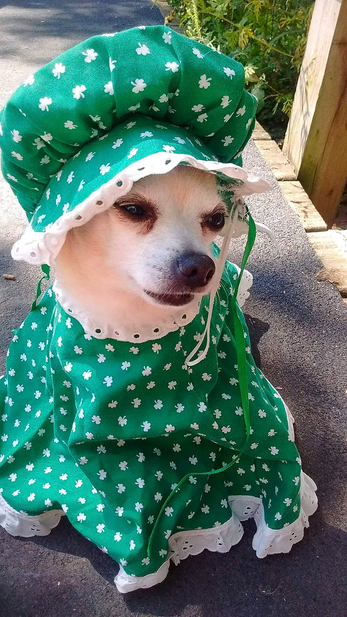 Tamberlee Tawny is registered to the contest to win money with this photo: canidae, carnivore, companion_dog, costume, design, dog, dog_breed, dog_clothes, fawn, green, hat, headgear, holiday, non_sporting_group, pattern, polka_dot, snout