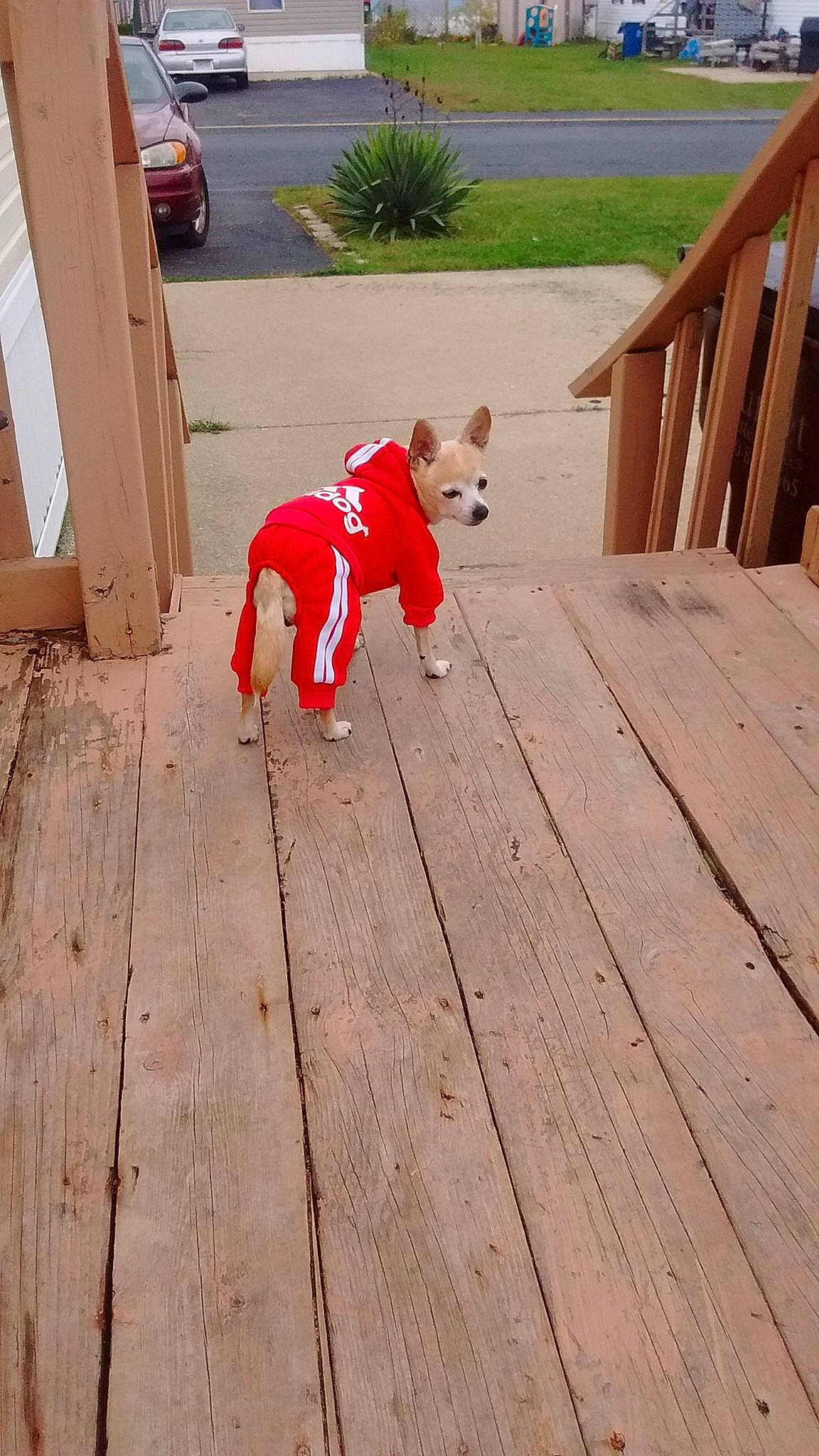 Tamberlee Tawny joined the competition — help win amazing prizes! canidae, deck, fawn, floor, flooring, hardwood, leg, sporting_group, wood, wood_flooring, wood_stain