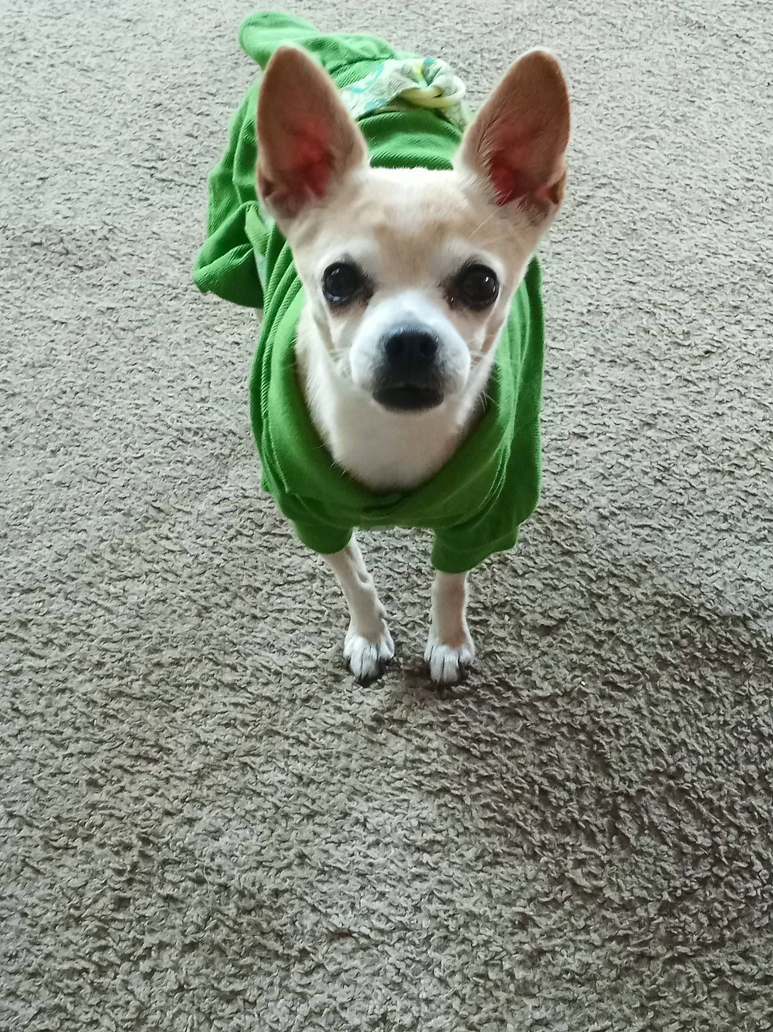 Tamberlee Tawny joined the competition — help win amazing prizes! ancient_dog_breeds, canidae, carnivore, chihuahua, companion_dog, corgi_chihuahua, dog, dog_breed, dog_clothes, fawn, french_bulldog, green, mammal, non_sporting_group, puppy, rat_terrier, snout, tail, toy_dog, vertebrate