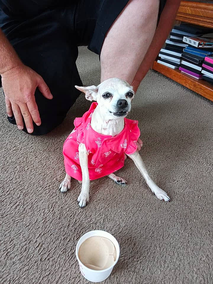 Tamberlee joined the competition — help win amazing prizes! canidae, carnivore, companion_dog, dog, dog_breed, dog_clothes, fawn, leg, non_sporting_group, paw, pink, puppy, puppy_love, snout, toy_dog