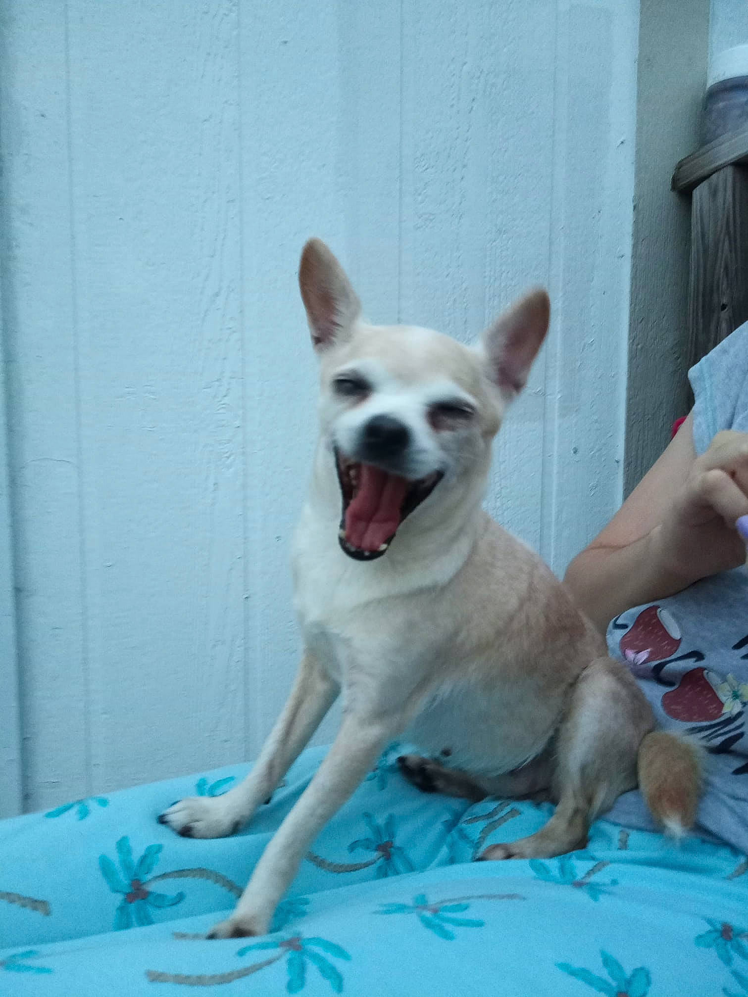 Tamberlee joined the competition — help win amazing prizes! ancient_dog_breeds, canidae, carnivore, chihuahua, companion_dog, dog, dog_breed, ear, fawn, mammal, non_sporting_group, nose, puppy, rare_breed_dog, skin, snout, tail, toy_dog, vertebrate