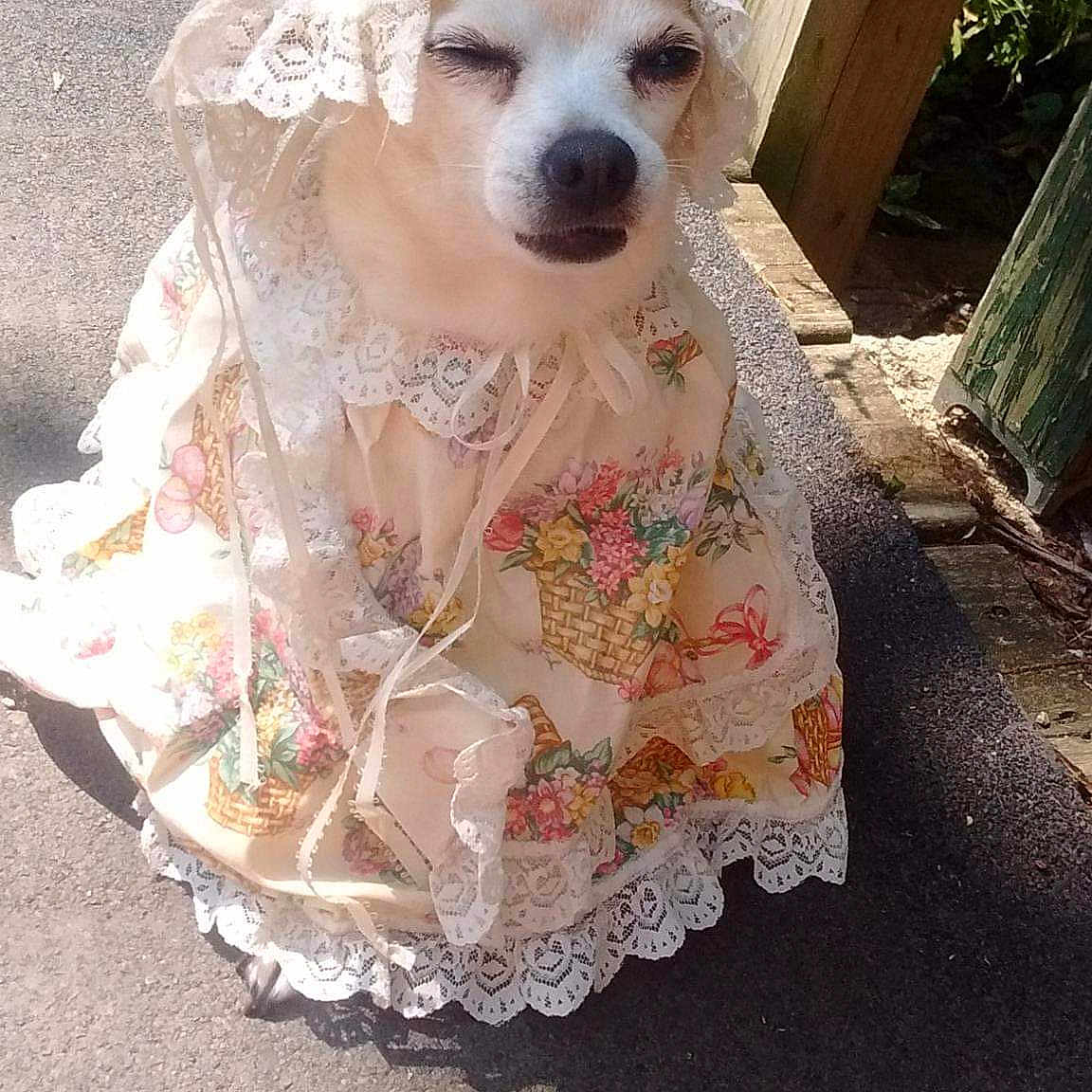 Tamberlee is registered to the contest to win money with this photo: canidae, carnivore, companion_dog, dog, dog_breed, dog_clothes, dress, fawn, non_sporting_group, pink, sporting_group, toy_dog