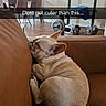 dog, french_bulldog, couch, sleeping, indoor, pet, brown, fur, resting, home, furniture, weights, exercise_equipment, plant, painting, table, chair, floor, cozy, cute