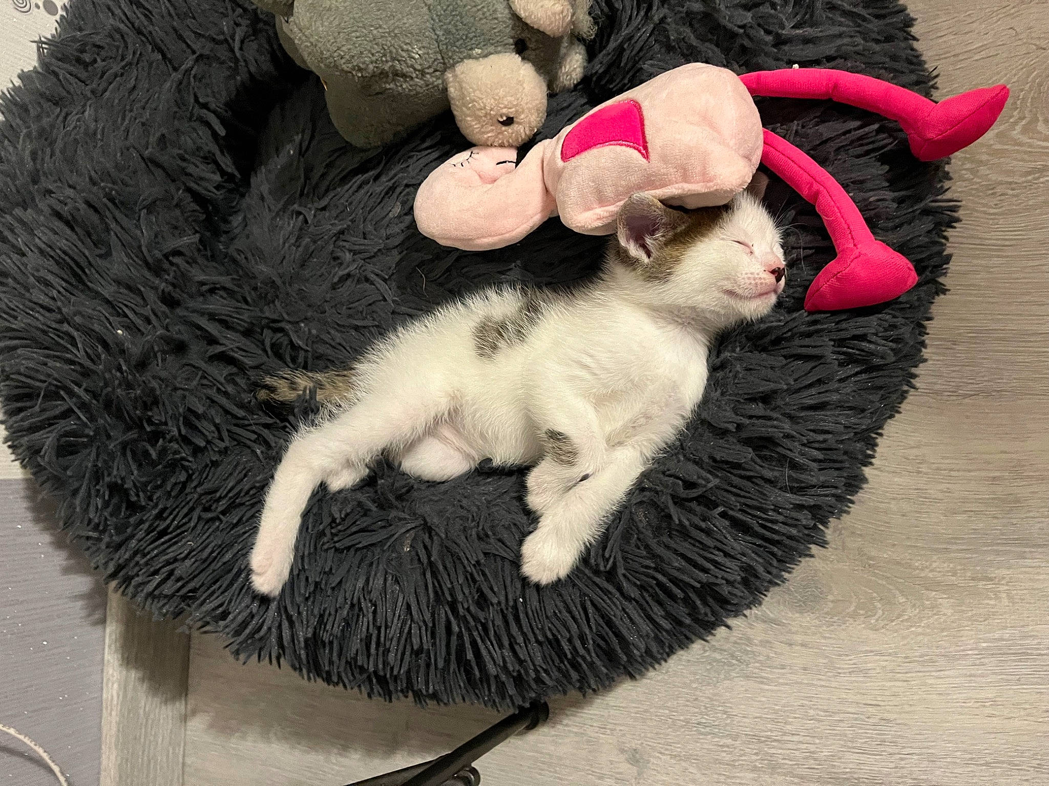 Zély a rejoint le concours — aidez-le/la à gagner de superbes lots ! carnivore, cat, comfort, companion_dog, dog_breed, fawn, felidae, fur, fur_clothing, mammal, paw, small_to_medium_sized_cats, stuffed_toy, tail, textile, toy, vertebrate, whiskers, wool, woolen