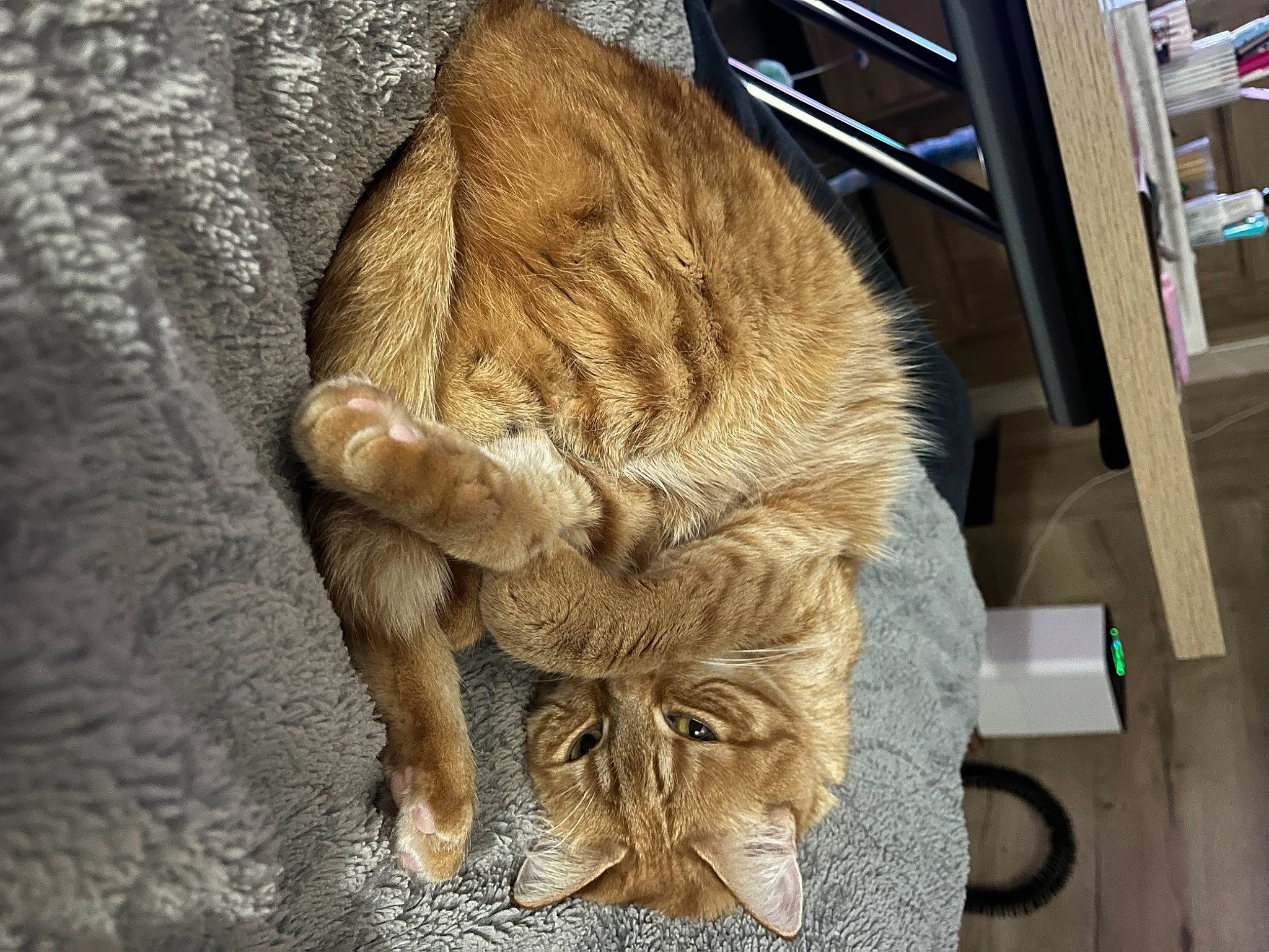 Rebelle participe au concours pour gagner de l'argent avec cette photo : artifact, big_cats, carnivore, cat, claw, domestic_short_haired_cat, fawn, felidae, fur, paw, small_to_medium_sized_cats, snout, tail, terrestrial_animal, trunk, whiskers, wildlife, wood, wrinkle