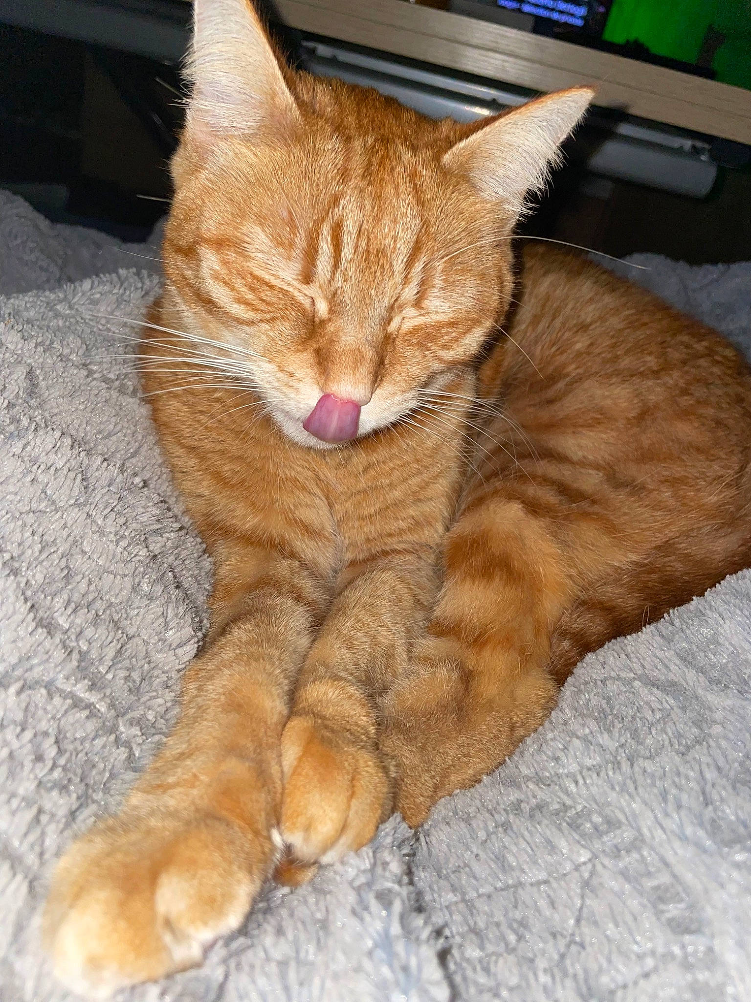 Rebelle participe au concours pour gagner de l'argent avec cette photo : carnivore, cat, claw, comfort, computer_keyboard, domestic_short_haired_cat, fawn, felidae, foot, fur, human_leg, input_device, nap, paw, peripheral, small_to_medium_sized_cats, snout, tail, terrestrial_animal, whiskers