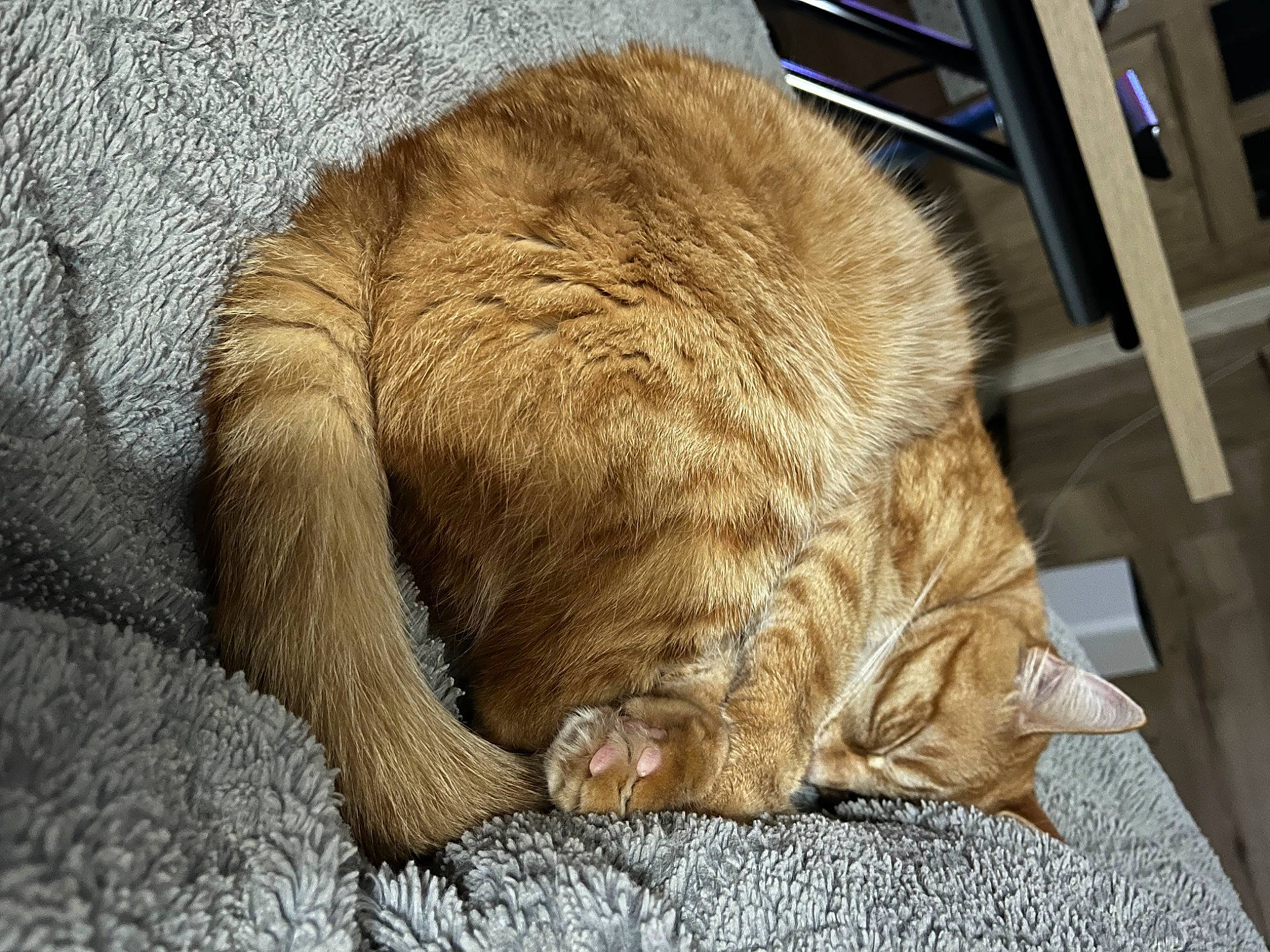 Rebelle a rejoint le concours — aidez-le/la à gagner de superbes lots ! carnivore, cat, claw, comfort, domestic_short_haired_cat, fawn, felidae, fur, liver, nap, sleep, small_to_medium_sized_cats, snout, tail, terrestrial_animal, whiskers, wood, wrinkle