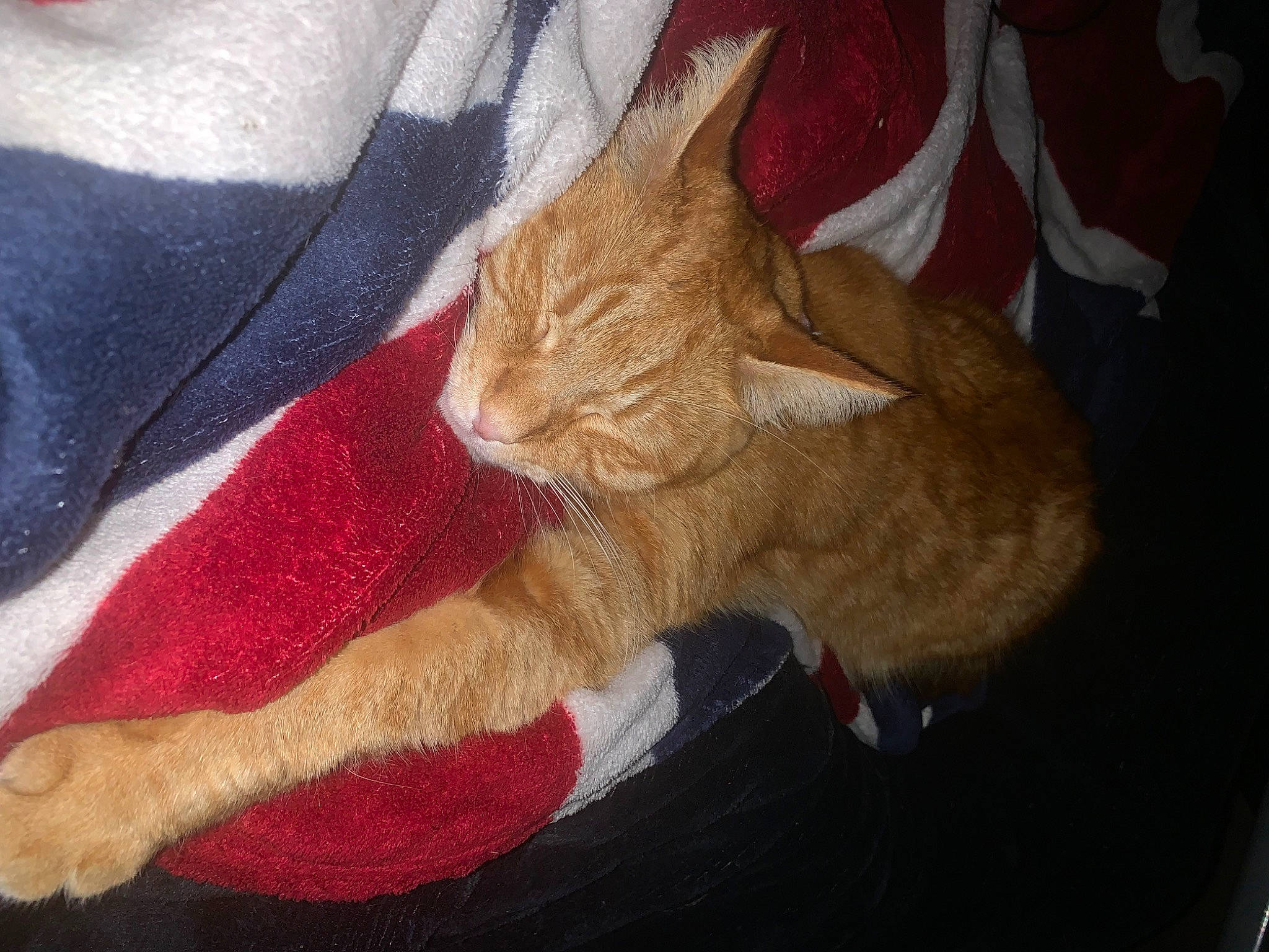 Rebelle a rejoint le concours — aidez-le/la à gagner de superbes lots ! carmine, carnivore, cat, claw, comfort, domestic_short_haired_cat, electric_blue, fawn, felidae, foot, fur, human_leg, lap, linens, paw, small_to_medium_sized_cats, snout, tail, whiskers, wool