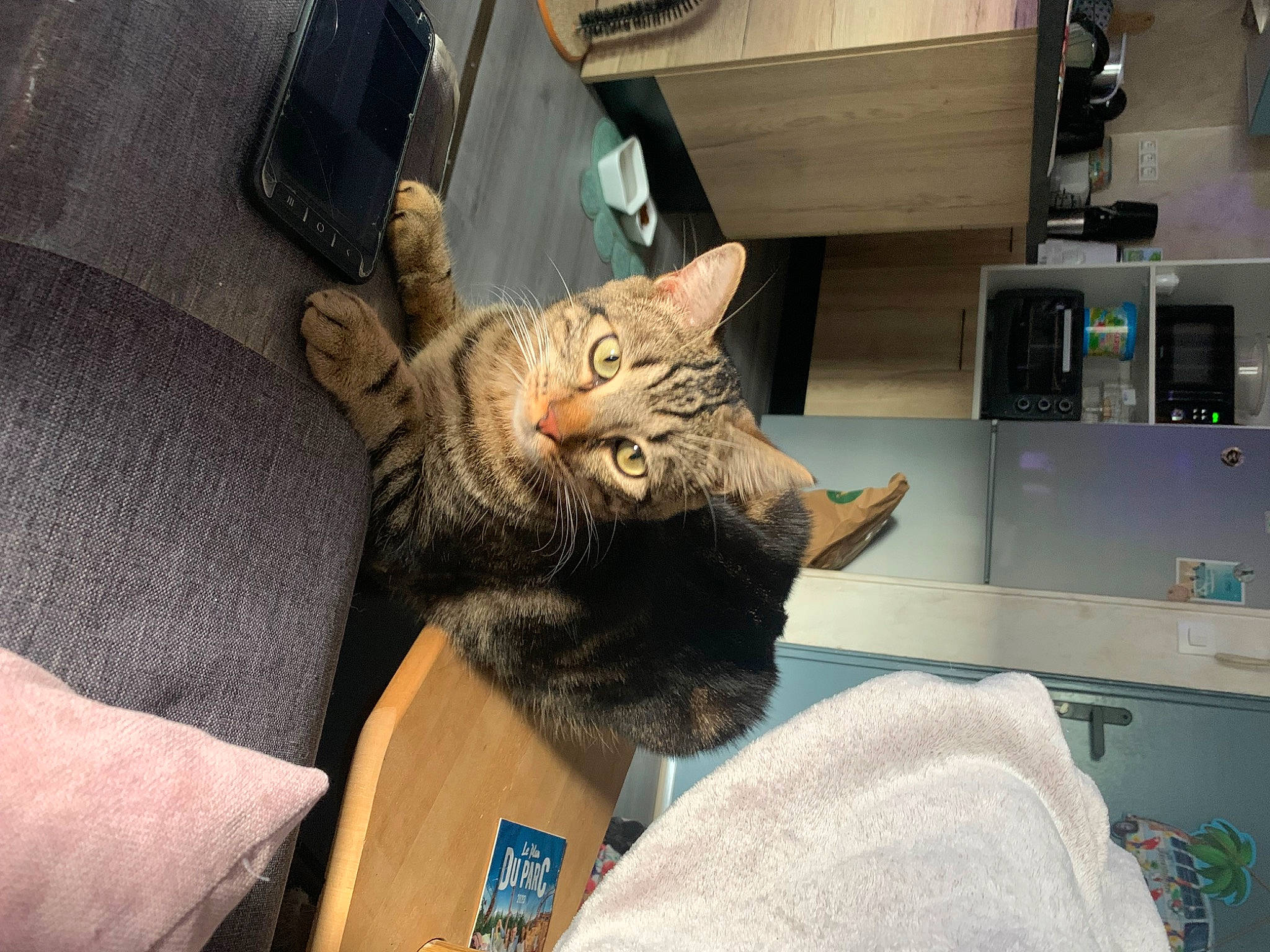 Smokie participe au concours pour gagner de l'argent avec cette photo : bag, box, carnivore, cat, claw, comfort, computer_monitor, domestic_short_haired_cat, drawer, felidae, fur, luggage_and_bags, machine, nap, peripheral, printer, room, small_to_medium_sized_cats, snout, whiskers