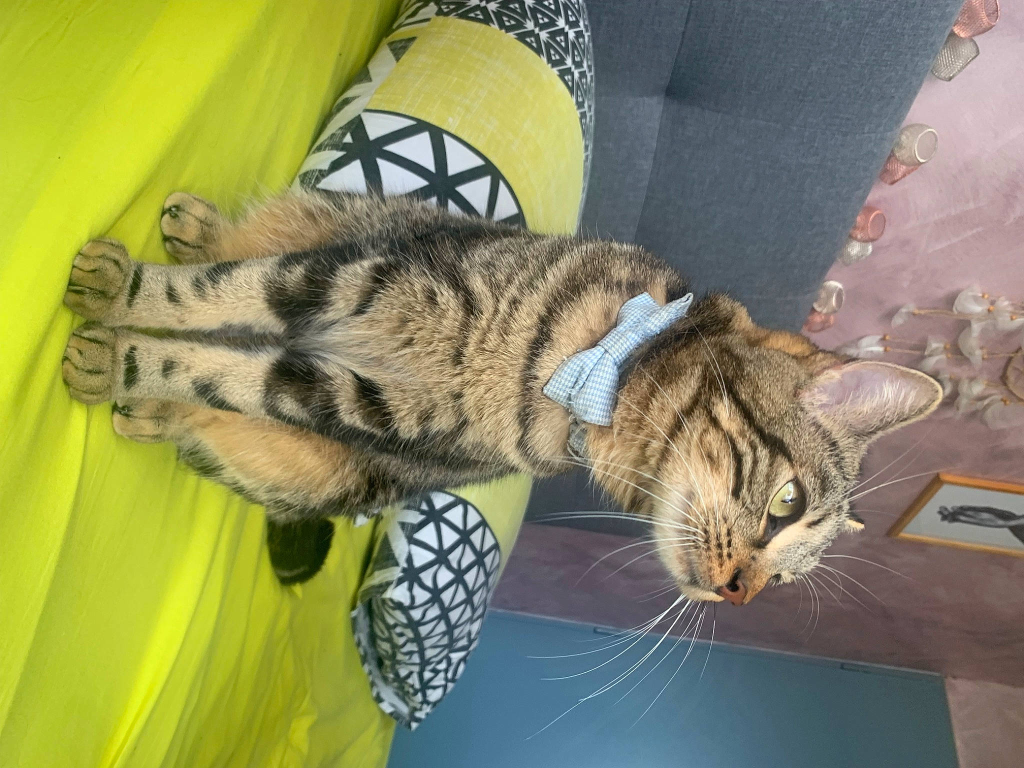 Smokie a rejoint le concours — aidez-le/la à gagner de superbes lots ! big_cats, carnivore, cat, claw, comfort, domestic_short_haired_cat, eye, felidae, fur, organism, paw, small_to_medium_sized_cats, snout, tail, terrestrial_animal, whiskers