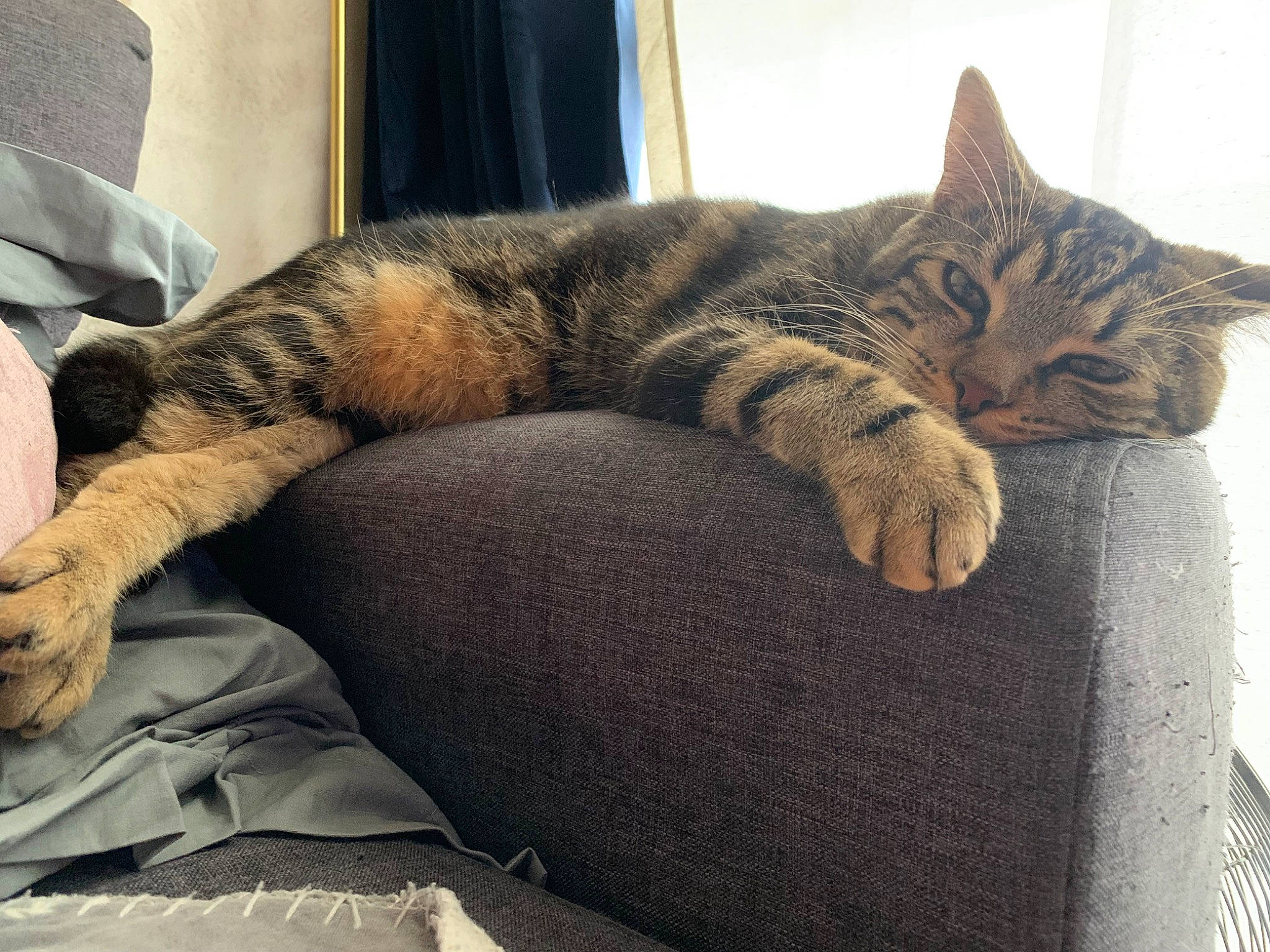 Smokie participe au concours pour gagner de l'argent avec cette photo : carnivore, cat, claw, comfort, couch, domestic_short_haired_cat, felidae, fur, grey, human_leg, linens, metal, nap, paw, sitting, sleep, small_to_medium_sized_cats, snout, tail, whiskers