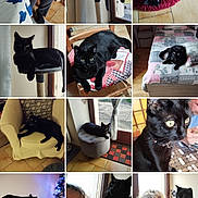 Flash participe au concours pour gagner de l'argent avec cette photo : black_cat, cat_tree, chair, bed, woman, glasses, fish_tank, indoor, cozy, pet, collage, furniture, curious, relaxed, floor, window, curtain, tile_floor, decor, smile
