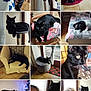 black_cat, cat_tree, chair, bed, woman, glasses, fish_tank, indoor, cozy, pet, collage, furniture, curious, relaxed, floor, window, curtain, tile_floor, decor, smile