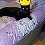 Flash a rejoint le concours — aidez-le/la à gagner de superbes lots ! cat, black_cat, bed, bedspread, floral_pattern, crown_sticker, indoor, pet, animal, feline, resting, lying_down, domestic, cute, eyes, whiskers, home, furniture, purple, soft