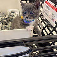 Baxter is registered to the contest to win money with this photo: kitten, gray_cat, shopping_basket, collar, blue_eyes, pet, indoor, store, curious, cute, small_animal, feline, domestic_cat, young_cat, animal, whiskers, paw, toy, blanket, retail