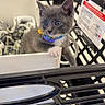 kitten, gray_cat, shopping_basket, collar, blue_eyes, pet, indoor, store, curious, cute, small_animal, feline, domestic_cat, young_cat, animal, whiskers, paw, toy, blanket, retail