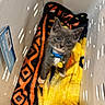 Baxter is registered to the contest to win money with this photo: kitten, cat, grey_cat, blue_collar, yellow_charm, basket, blanket, orange_pattern, black_pattern, yellow_pattern, pet, indoor, curious, looking_up, young_animal, feline, cute, small, fur, whiskers