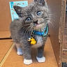 Baxter is registered to the contest to win money with this photo: kitten, cat, gray_fur, blue_eyes, collar, yellow_charm, cardboard_box, indoor, floor_mat, skull_pattern, curious, pet, animal, whiskers, small, cute, feline, standing, young, domestic