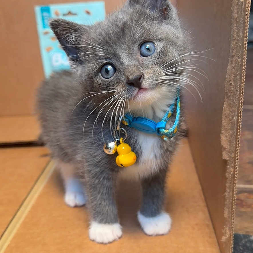 Baxter is registered to the contest to win money with this photo: kitten, cat, gray_fur, blue_eyes, collar, yellow_charm, cardboard_box, indoor, floor_mat, skull_pattern, curious, pet, animal, whiskers, small, cute, feline, standing, young, domestic