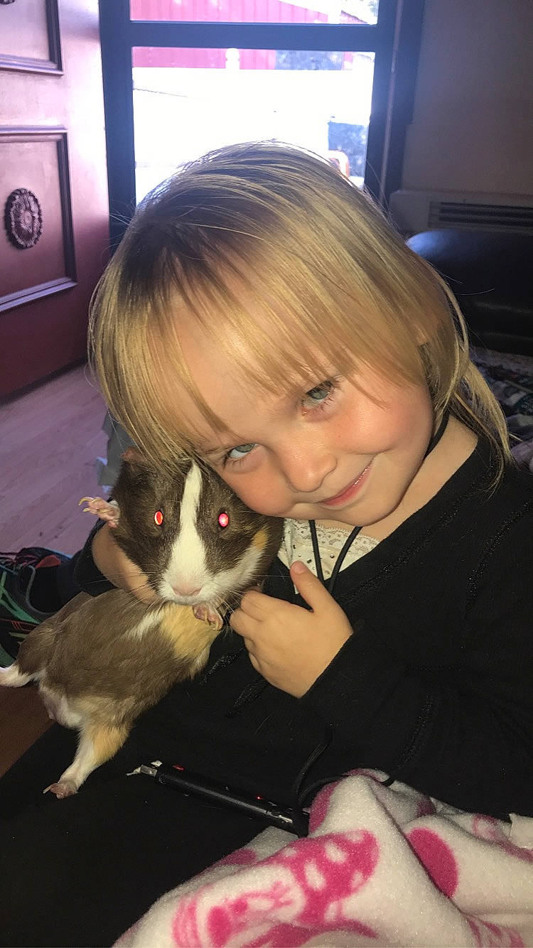 Celina joined the competition — help win amazing prizes! brown_hair, carnivore, cat, cheek, child, ear, felidae, fur, guinea_pig, hair, iris, joy, lap, long_hair, nose, person, small_to_medium_sized_cats, toddler, whiskers