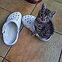 Ziggy a rejoint le concours — aidez-le/la à gagner de superbes lots ! kitten, cat, white_clog, floor_tile, pet, animal, small, cute, indoor, domestic, feline, curious, young, fur, striped, sitting, toe_holes, footwear, brown, tile_grout