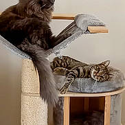 Ziggy participe au concours pour gagner de l'argent avec cette photo : cat, cats, cat_tree, furniture, pet_toys, fluffy_cat, tabby_cat, indoor, relaxed, resting, pet, feline, hammock, cushion, scratching_post, gray, striped, wooden, multi_level, cozy