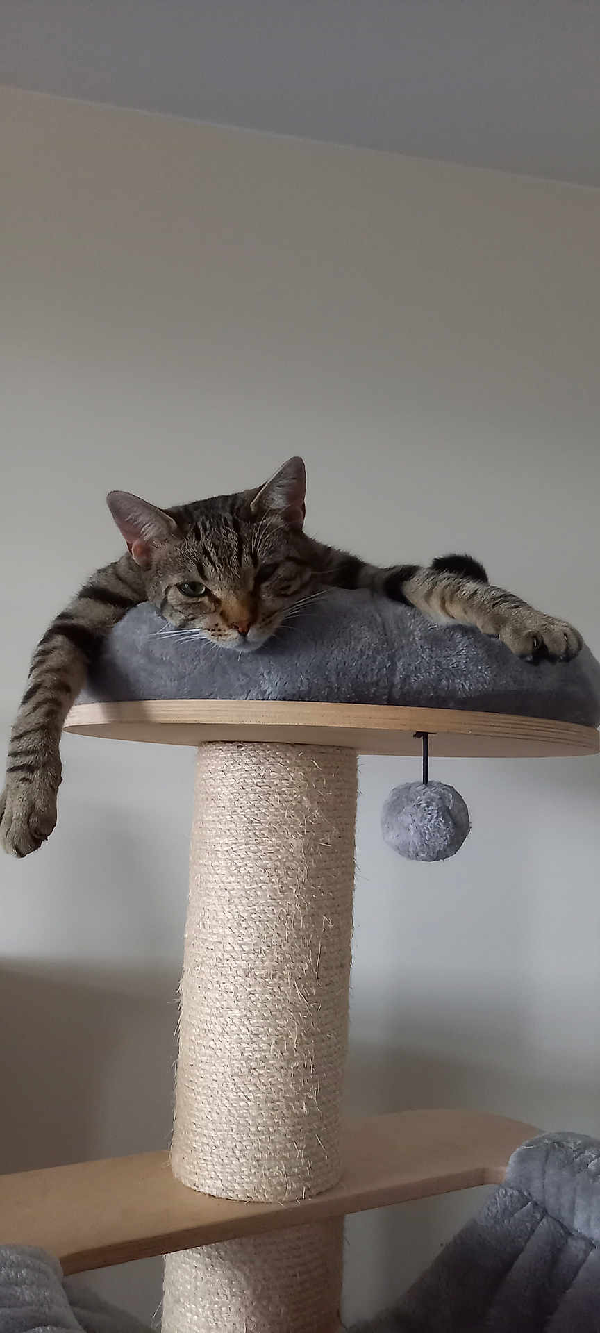 Ziggy participe au concours pour gagner de l'argent avec cette photo : cat, tabby, cat_tower, scratching_post, relaxed, indoor, pet, feline, paws, fur, toy, dangling, cozy, resting, sleepy, animal, wood, gray, soft, home