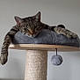 Ziggy a rejoint le concours — aidez-le/la à gagner de superbes lots ! cat, tabby, cat_tower, scratching_post, relaxed, indoor, pet, feline, paws, fur, toy, dangling, cozy, resting, sleepy, animal, wood, gray, soft, home