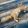 Rigbie Alvarez joined the competition — help win amazing prizes! animal, blue_rug, cat, curious_look, cute, domestic_cat, feline, fluffy_tail, four_paws, fur, indoor, lying_down, mammal, orange_cat, pet, playful, relaxed, rug, striped_rug, whiskers
