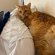 Rigbie Alvarez is registered to the contest to win money with this photo: animal, bed, blanket, cat, comfort, cozy, cute, domestic_cat, feline, fur, home, indoor, orange_cat, pet, relaxed, resting, sleepy, soft_texture, wall, white_bedding